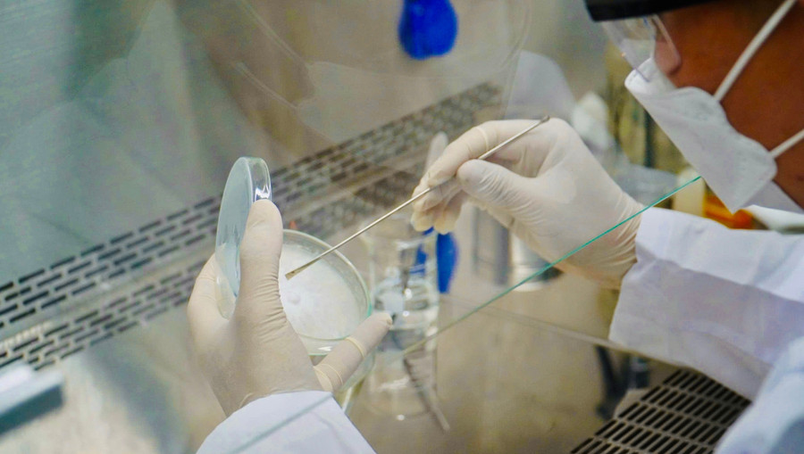 Sau 21 ngày nuôi cấy, các mẫu nấm phát triển hệ sợi tơ trắng, khỏe mạnh. Ảnh: T.D f14d286bd4d8598600c9.jpg