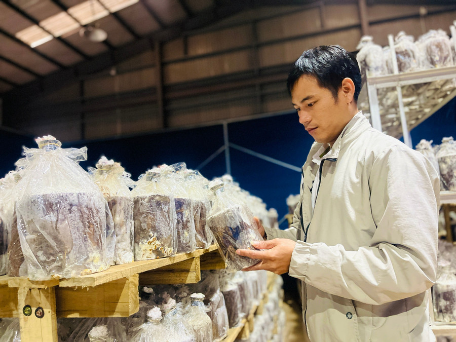 Cục Sở hữu trí tuệ ra quyết định chấp nhận đơn hợp lệ đối với sáng chế “Quy trình trồng nấm linh chi trên giá thể phôi gỗ keo lai”. Ảnh: T.D d9c0663eb24704195d56.jpg