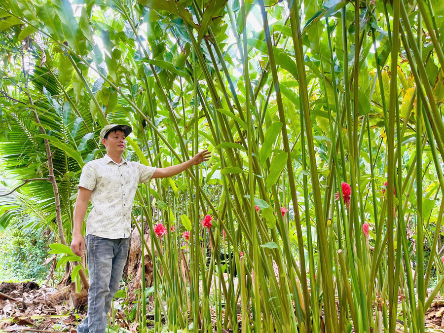 Anh Võ Minh Sang là người tiên phong đưa giống hoa sen Đa Lộc về trồng tại thôn Tân Thuận (xã Tuy Phước, tỉnh Gia Lai). Ảnh: T.D 7fbbd8e1985d1103484c.jpg