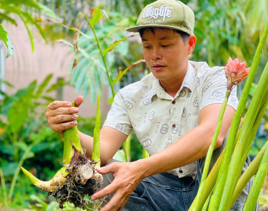 Để đáp ứng nhu cầu của khách hàng, anh Sang xuất bán củ sen Đa Lộc giống với giá 20.000 đồng/củ. Ảnh: T.D 75a749e3095f8001d94e.jpg
