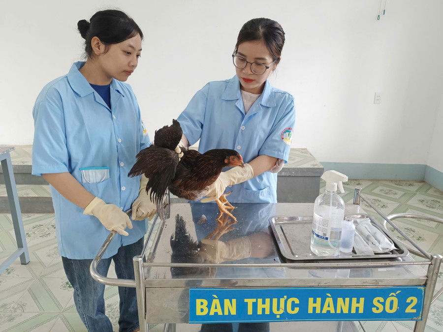 Nhu cầu tuyển dụng từ thị trường lao động của ngành Thú y hiện khá cao. Ảnh: Nguyễn Muội 6-tb.jpg