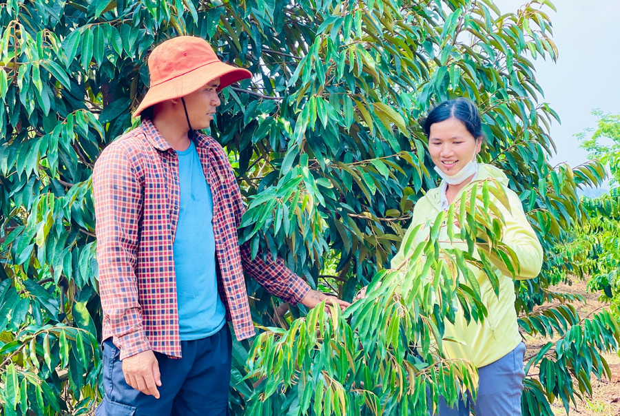 Các hộ dân người Jrai ở làng Phung (xã Ia Ly) liên kết xây dựng Tổ hợp tác trồng sầu riêng theo tiêu chuẩn VietGAP. Ảnh: T.D 3b0418fef9ca709429db.jpg