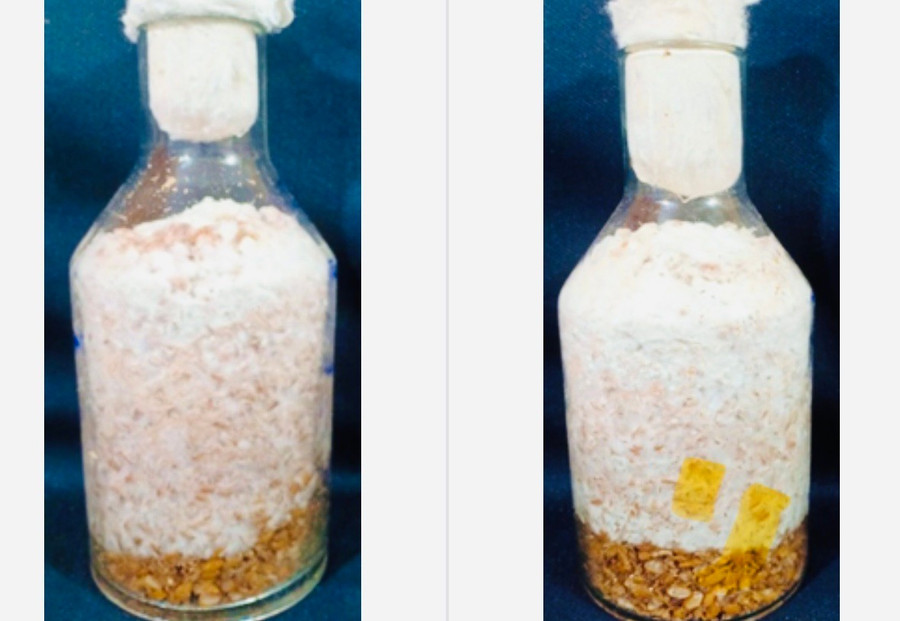 Meo giống nấm hương phát triển ổn định và đồng đều trên giá thể hạt lúa. Ảnh: T.D z7171279644041-4a576b3890c1a48d4b19bbc57b90acec.jpg