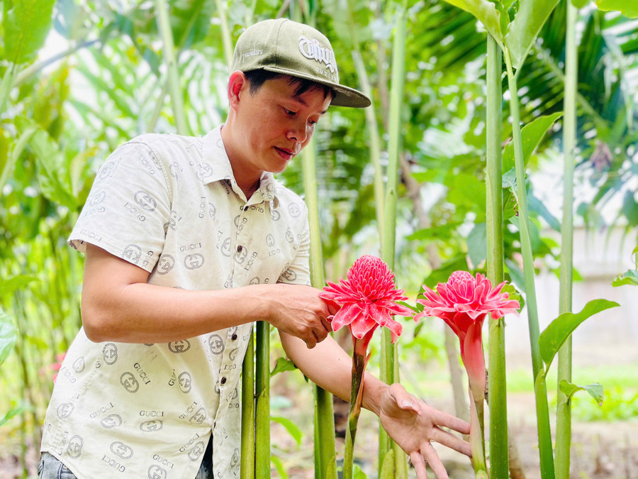 Sen Đa Lộc thuộc họ gừng, thân giống cây riềng và có độ cao trung bình từ 3-5 m, hoa có hình dáng tương tự hoa sen nhưng cánh nhỏ hơn. Ảnh: T.D de3a516011dc9882c1cd.jpg