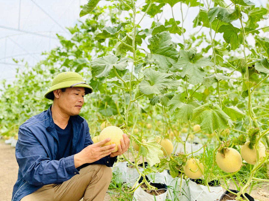 Vườn dưa lưới của ông Hoàng Đình Lương (thôn Ia Sik, xã Ia Phí) được Trung tâm Ứng dụng tiến bộ KH-CN tỉnh tư vấn, đánh giá quy trình canh tác theo tiêu chuẩn VietGAP. Ảnh: T.D 8a581948f17c7822216d.jpg