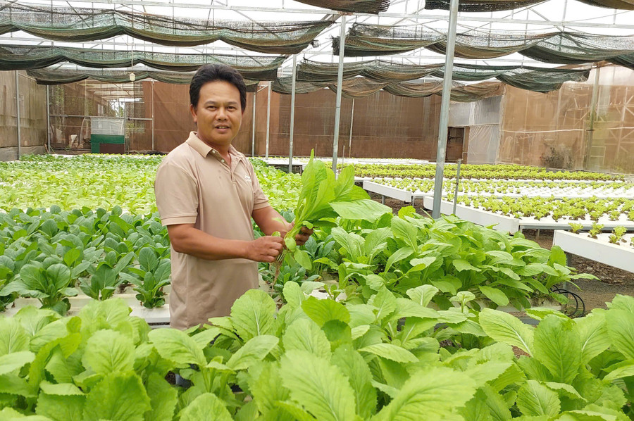 Anh Nguyễn Đức Thêm (xã Chư Păh) duy trì mô hình trồng rau hữu cơ trong nhà màng đã hơn 7 năm, mang lại hiệu quả rõ rệt. Ảnh: Nguyễn Diệp nha-mang-trong-rau-thuy-canh-cua-ong-nguyen-duc-them.jpg