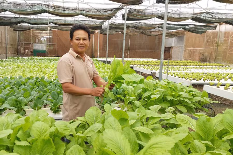 nha-mang-trong-rau-thuy-canh-cua-ong-nguyen-duc-them.jpg