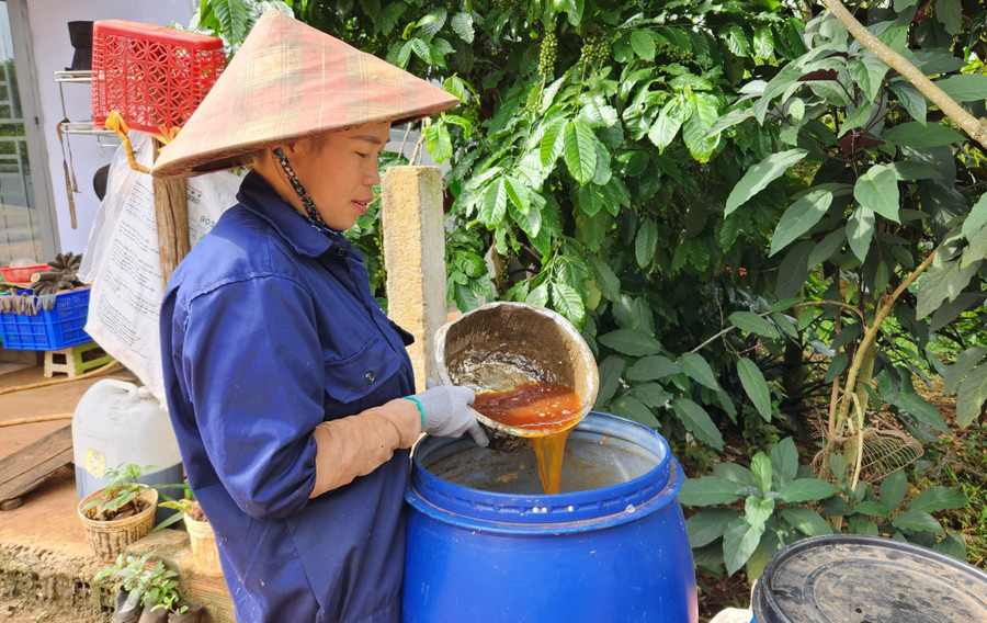 Bà Nguyễn Thị Thảo (thôn 4, xã Ia Ko) ủ chế phẩm IMO để bón cho vườn cà phê. Ảnh: Ngọc Sang ba-nguyen-thi-thao-thon-4-xa-ia-ko-u-che-pham-imo-de-bon-cho-vuon-ca-phe.jpg