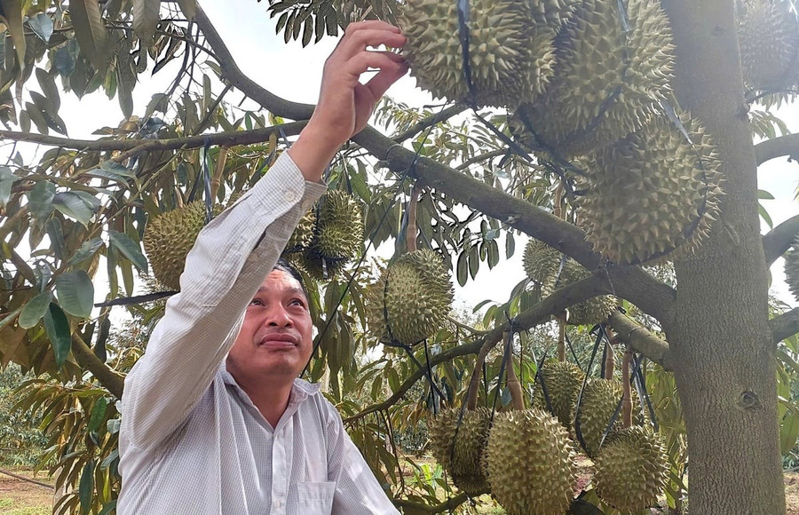 De nombreux jardiniers de l'ouest de la province de Gia Lai sont inquiets car la culture du durian est confrontée à des conditions météorologiques défavorables. Photo : N.S. nha-vuon-lo-lang-boi-vu-thu-hoach-sau-rieng-gap-thoi-tiet-bat-loi.jpg
