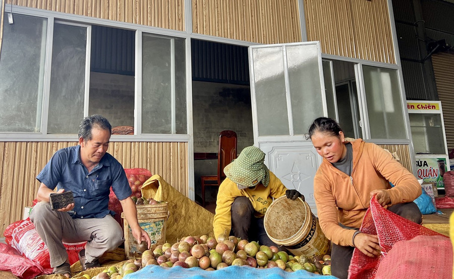 Hợp tác xã Dịch vụ nông nghiệp Nghĩa Hòa thu mua chanh dây của nông dân. Ảnh: Ngọc Sang hop-tac-xa-dich-vu-nong-nghiep-nghia-hoa-thu-mua-chanh-day-xo-cua-nong-dan.jpg