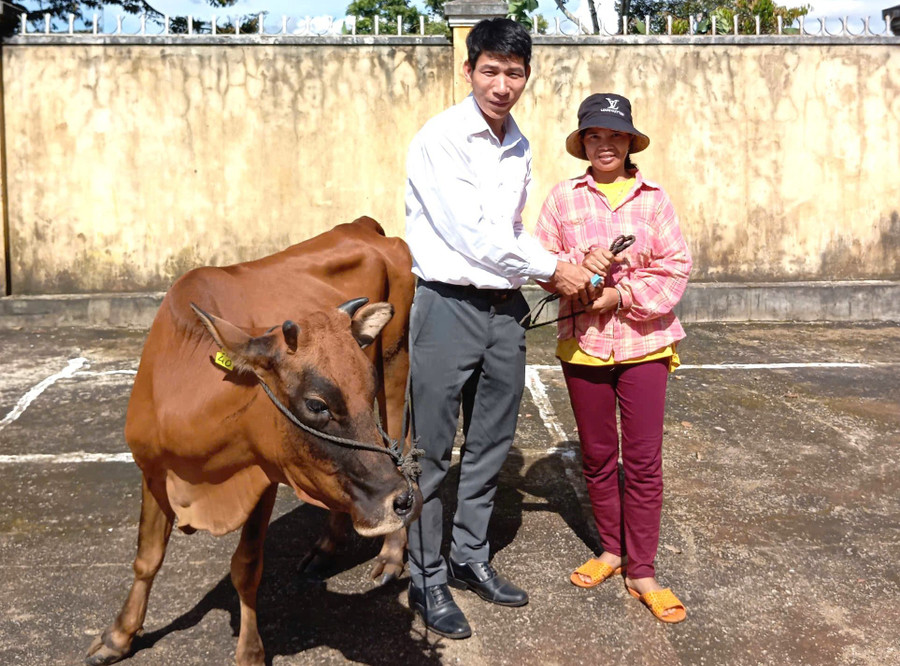 Nhờ chăm sóc đúng kỹ thuật, con bò của chị Rơ Chăm Quai (làng Kênh, xã Ia Phí) phát triển khỏe mạnh, chuẩn bị sinh sản lứa đầu. Ảnh: N.S nho-cham-soc-dung-ky-thuat-hien-con-bo-cua-chi-ro-cham-quai-lang-kenh-xa-ia-phi-phat-trien-khoe-manh-chuan-bi-sinh-san-lua-dau.jpg
