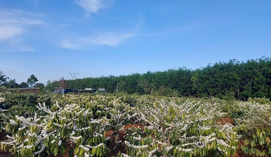 nguoi-dan-tay-gia-lai-uoc-vong-gia-ca-phe-tiep-tuc-duy-tri-o-muc-cao-trong-vu-thu-hoach-2026.jpg
