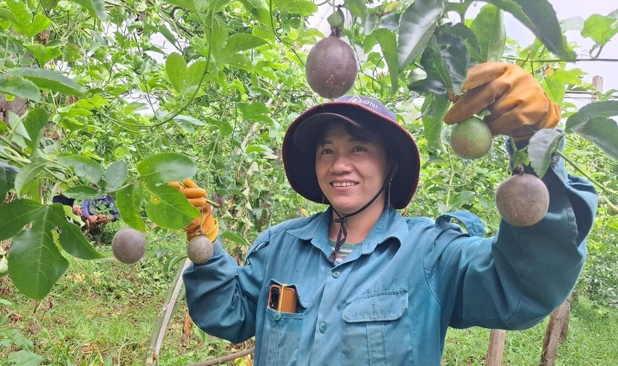Chanh dây được người dân xã Ia Lâu trồng theo hướng hữu cơ. Ảnh: Ngọc Sang chanh-day-duoc-nguoi-dan-xa-ia-lau-trong-theo-huong-huu-co-tu-nhung-vu-dau-tien.jpg