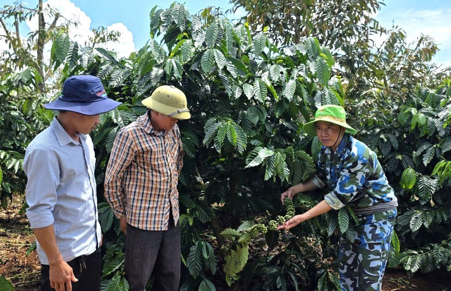 Ông Huỳnh Thành Ngọc (bìa phải)-CEO dự án "Người chiến sỹ nhà nông"-hướng dẫn quy trình chăm sóc cà phê theo hướng hữu cơ cho người dân xã Ia Phí. Ảnh: N.S nguoi-dan-duoc-huong-dan-quy-trinh-cham-soc-ca-phe-theo-huong-huu-co.jpg