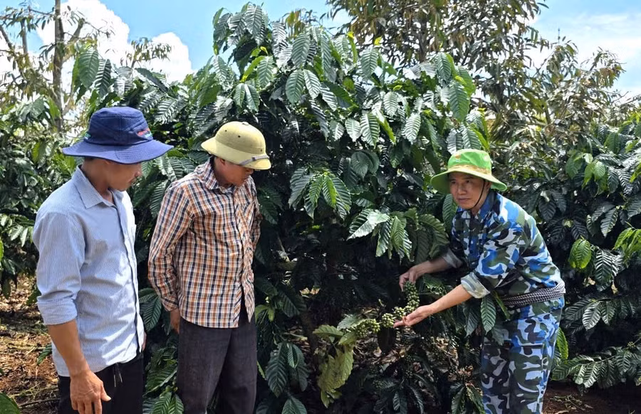nguoi-dan-duoc-huong-dan-quy-trinh-cham-soc-ca-phe-theo-huong-huu-co.jpg
