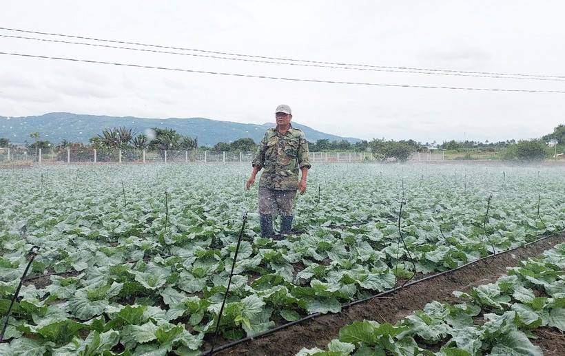 Những năm qua, xã Đak Pơ đã xây dựng vùng chuyên canh rau an toàn theo tiêu chuẩn VietGAP. Ảnh: Nguyễn Diệp ong-ngoc-ap-dung-he-tuoi-nuoc-bon-phan-nho-giot-4887.jpg