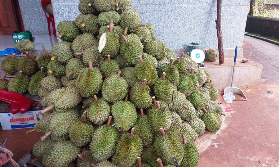 Le durian est devenu difficile à vendre en raison des pluies prolongées. Son prix d'achat n'est plus que de 17 000 à 20 000 VND/kg, mais il est difficile à vendre. Photo : N.D. sau-rieng-thu-hoach-tai-xa-chu-prong.jpg