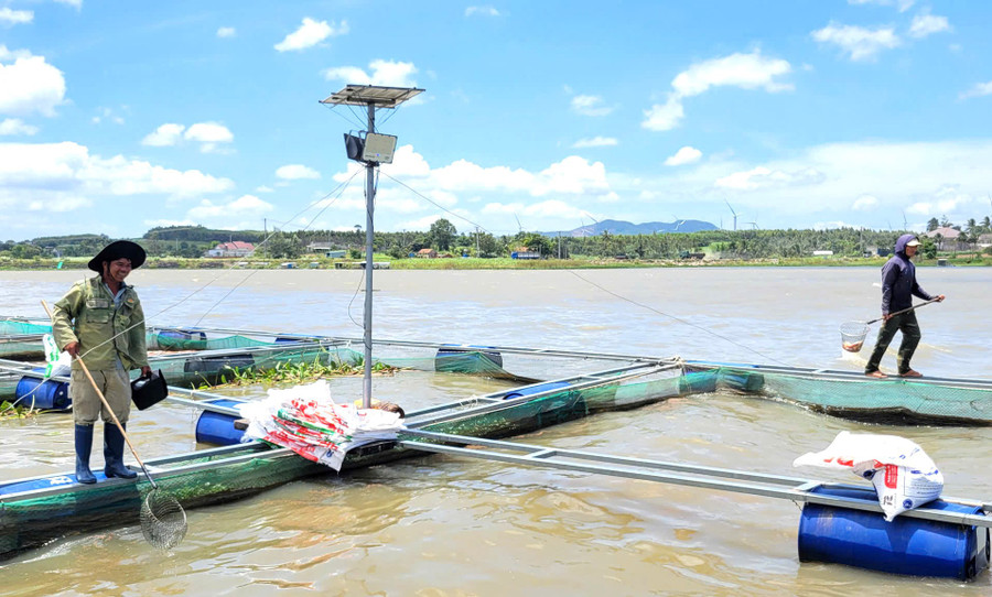 Ông Nguyễn Đình Quyền (xã Cửu An, tỉnh Gia Lai) chăm sóc đàn cá. Ảnh: M.P ong-nguyen-dinh-quyen-xa-cuu-an-tinh-gia-lai-cham-soc-dan-ca.jpg