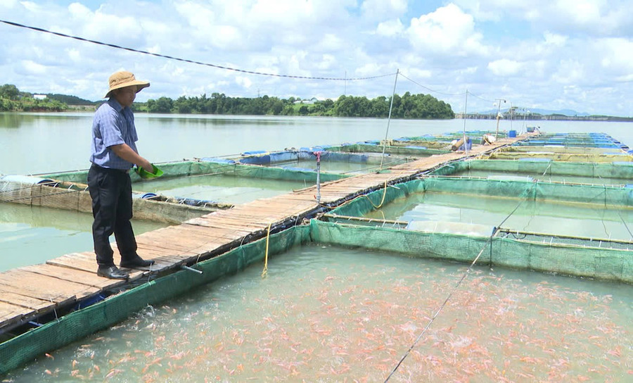 Anh Đàm Văn Sáng là một trong những người tiên phong ở xã Ia O nuôi cá đặc sản. Ảnh: N.S anh-dam-van-sang-mot-trong-nhung-nguoi-tien-phong-o-xa-ia-o-hien-so-huu-20-long-ca-dieu-hong-va-ca-lang.jpg