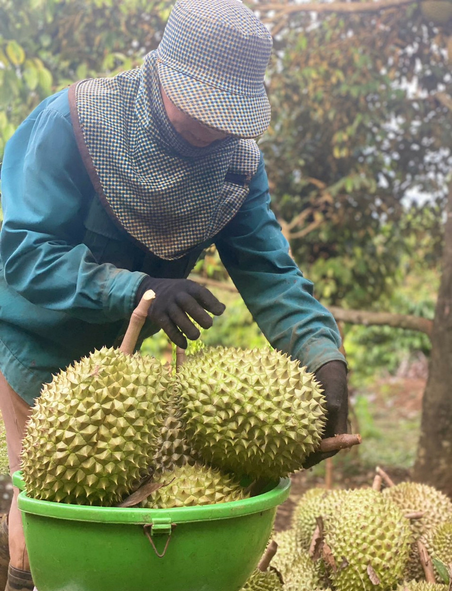 Người dân xã Chư Păh canh tác sầu riêng theo tiêu chuẩn VietGAP và được cấp mã số vùng trồng. Ảnh: Ngọc Sang nguoi-dan-xa-ia-krieng-huyen-duc-co-thu-hoach-sau-rieng.jpg