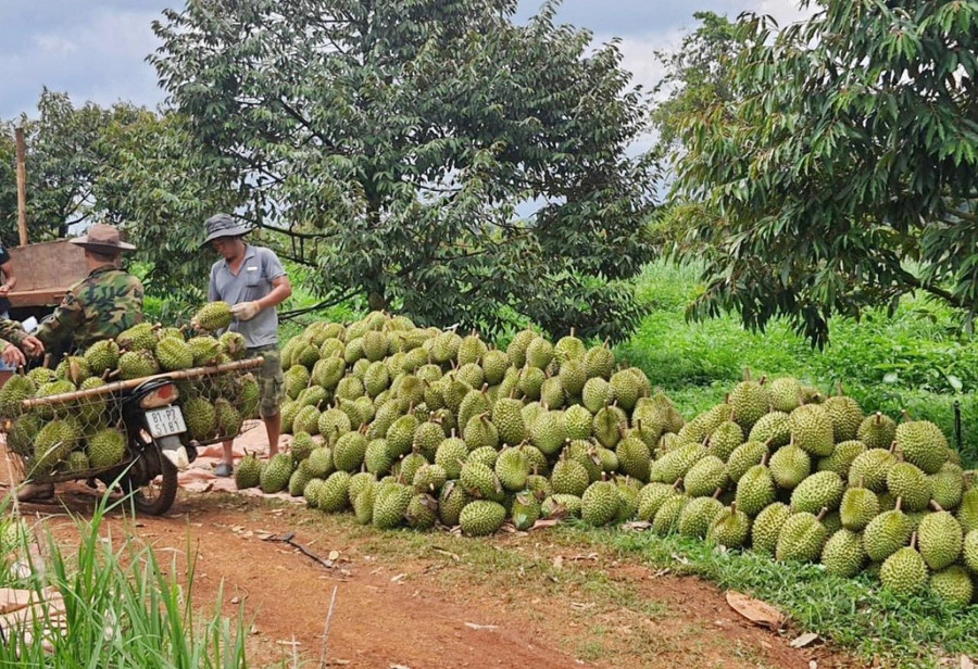 Người dân xã Đức Cơ thu hoạch sầu riêng. Ảnh: Ngọc Sang nguoi-dan-xa-duc-co-thu-hoach-sau-rieng.jpg