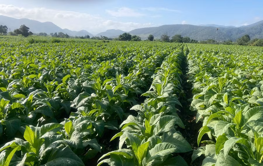 canh-dong-buon-du-xa-ia-rsai-nay-da-phu-xanh-mau-thuoc-la.jpg