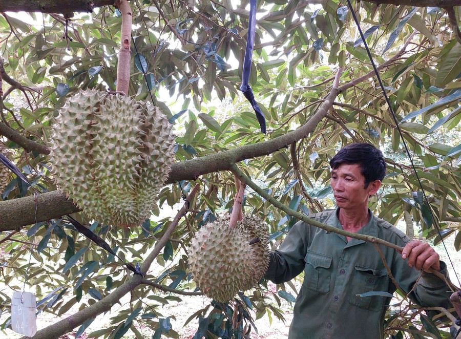 Sầu riêng là cây trồng chủ lực tại các địa phương phía Tây tỉnh Gia Lai. Ảnh: Nguyễn Diệp sau-rieng-la-cay-trong-chu-luc-tai-cac-xa.jpg