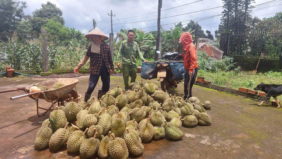 La famille de M. Tran Van Chinh (village de Yang, commune de Chu Prong) récolte du durian. Photo : N.D. ong-tran-van-chinh-dang-tap-ket-sau-rieng.jpg