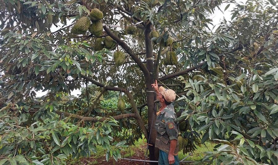 M. Chau Van Oanh (village de Ban Tan, commune de Chu Prong) s'inquiète de la baisse de qualité et de la chute des prix du durian. Photo : N.D. ong-oanh-ben-vuon-sau-rieng-trong-xen-canh.jpg