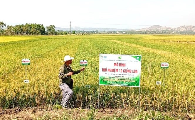 Ông Phạm Ngọc Nghĩa-Giám đốc HTX Nông nghiệp Chư A Thai bên cánh đồng thử nghiệm các giống lúa mới. Ảnh: N.S ong-pham-ngoc-nghia-giam-doc-htx-nong-nghiep-chu-a-thai-ben-canh-dong-thu-nghiem-cac-giong-lua-moi.jpg