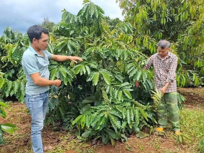 vuon-ca-phe-cua-ong-nguyen-van-thien-ben-phai-thon-1-xa-ia-phi-tinh-gia-lai-xanh-muot-nho-ap-dung-mo-hinh-canh-tac-thong-minh.jpg