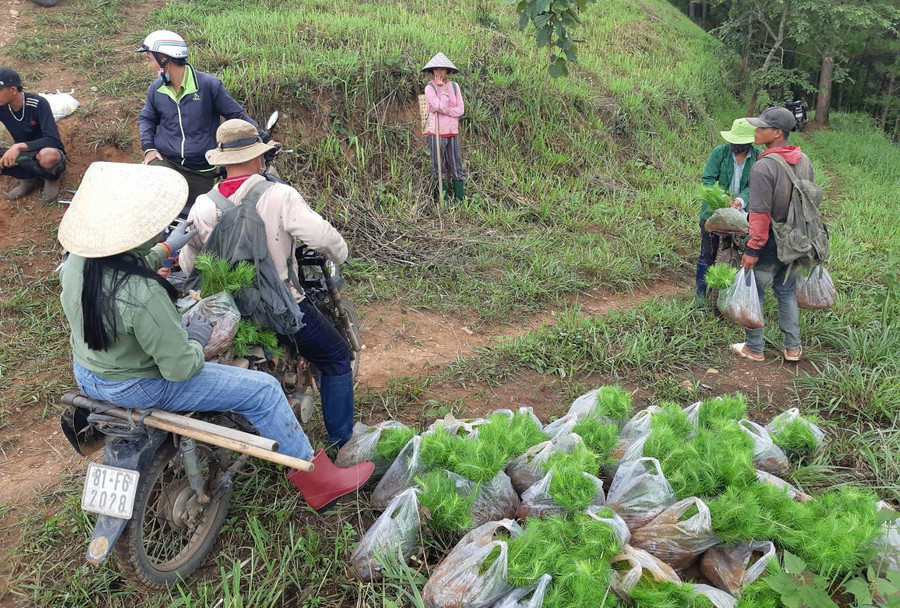 Người dân tộc thiểu số tham gia trồng rừng phòng hộ tại xã Hra. Ảnh: N.S dong-bao-dan-toc-thieu-so-tham-gia-trong-rung-phong-ho-tai-xa-ha-ra.jpg
