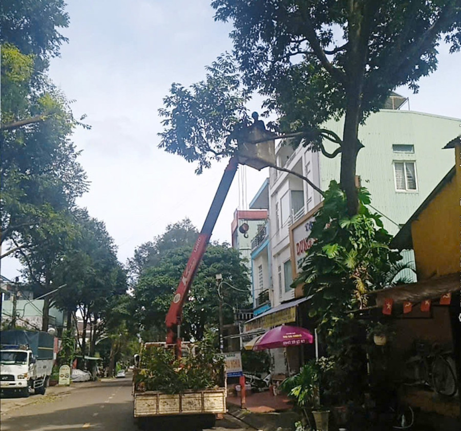 cong-nhan-cong-ty-co-phan-do-thi-gia-lai-cat-tia-cay-xanh-khu-vuc-duong-nguyen-khac-hoan.jpg