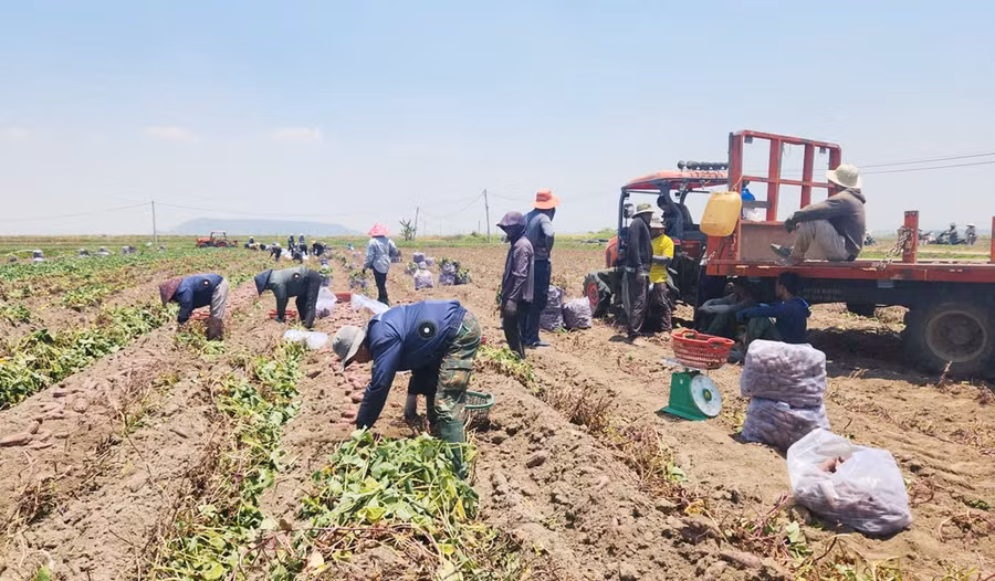 nguoi-dan-tai-xa-phu-thien-thu-hoach-khoai-lang-nhung-khong-the-vui-vi-gia-ban-qua-thap.jpg