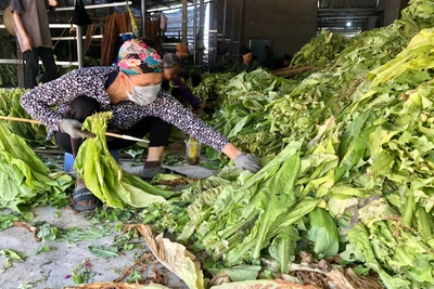 Người dân xâu từng chiếc lá thuốc lá để đưa vào lò sấy