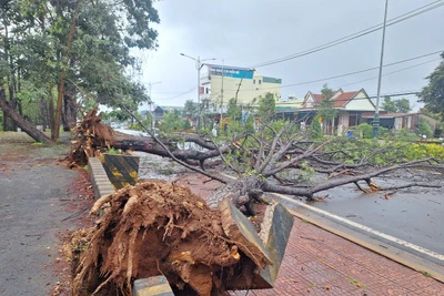 2 cây thông lớn bật gốc đổ trước cổng Khu du lịch Biển Hồ