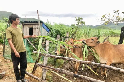 Krông Pa tạo động lực để đồng bào dân tộc thiểu số vươn lên thoát nghèo