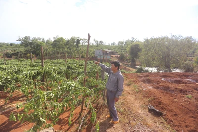 Ia Grai: Khẩn trương điều tra vụ chặt phá vườn chanh dây của người dân