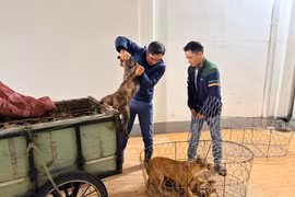 Khởi tố 6 đối tượng trộm hàng nghìn con chó