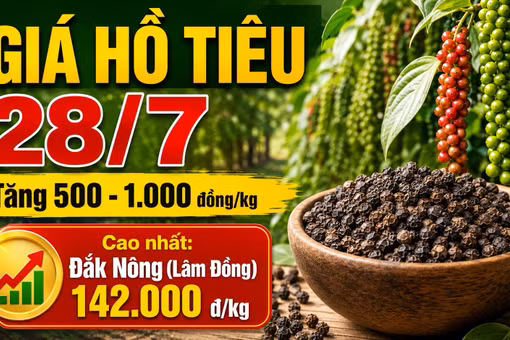 Giá hồ tiêu hôm nay 28/7: Tất cả vùng trọng điểm cùng tăng