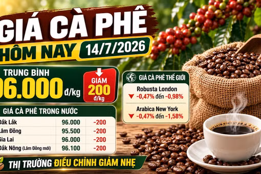 Giá cà phê hôm nay 14/7: Giảm nhẹ còn 96.000 đồng/kg
