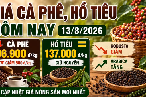 Giá cà phê, hồ tiêu hôm nay 13/8: Cà phê giảm, giá tiêu đi ngang