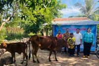 Thầy Tùng phối hợp với hệ thống chính trị thôn Plei H'Bel tặng bò sinh sản cho em Rcom Quân. Ảnh: Vũ Chi