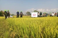 Các hộ dân tham quan mô hình trình diễn sản xuất giống lúa chất lượng cao TBR97 tại hộ gia đình ông Nguyễn Văn Ánh (buôn Chính Hòa, xã Ia Mlah). Ảnh: Hữu Minh