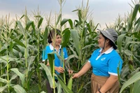 Mô hình trồng ngô ngọt của phụ nữ Ia Broăi mang lại hiệu quả kinh tế cao. Ảnh: Vũ Chi