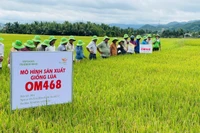 Các đại biểu tham quan mô hình thâm canh giống lúa OM468 tại cánh đồng bôn Hoai. Ảnh: Vũ Chi