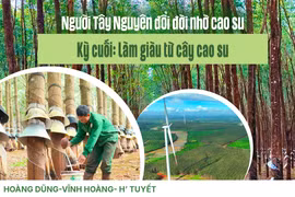 Làm giàu từ cây cao su