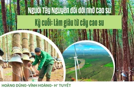 Làm giàu từ cây cao su