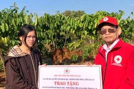 Hội Chữ thập đỏ tỉnh Gia Lai bàn giao bò giống cho hộ nghèo