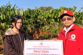 Hội Chữ thập đỏ tỉnh Gia Lai bàn giao bò giống cho hộ nghèo